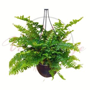 Szobapáfrány akasztós cserépben dús zöld levélzettel