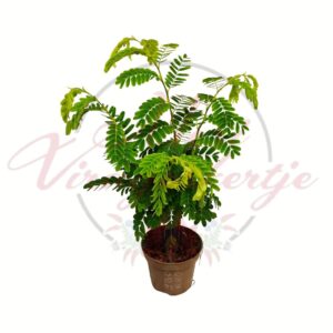 Tamarindfa indiai datolya Tamarindus indica cserépben