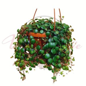 Törpebors akasztós cserépben apró kerek zöld levelekkel