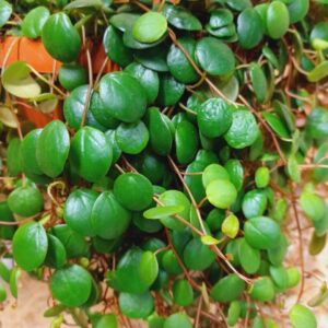 Törpebors apró kerek zöld levelei közelről akasztós cserépben