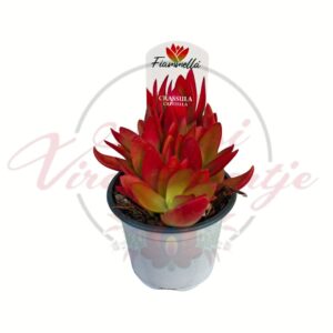 Tűzpozsgás Crassula capitella Fiammella piros levelű pozsgás növény cserépben