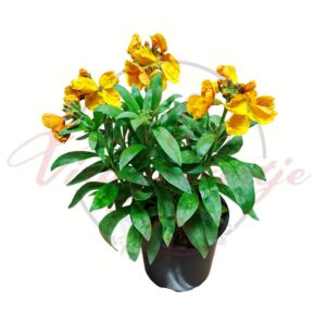 Narancssárga kerti viola cserepes dísznövény élénk virágokkal