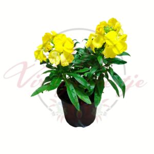 Sárga kerti viola cserepes dísznövény élénk sárga virágokkal