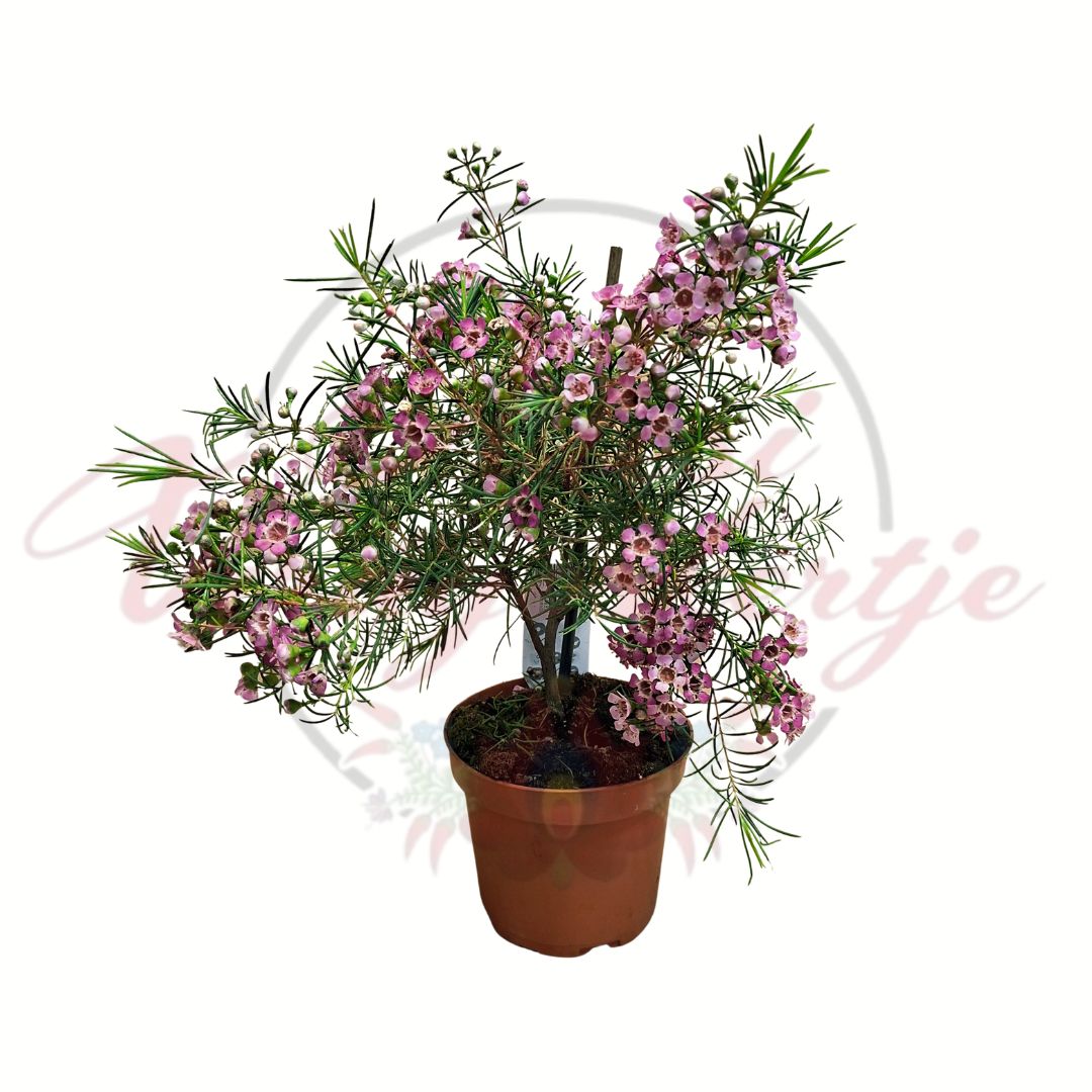 Viaszvirág Chamelaucium uncinatum rózsaszín virágú cserepes dísznövény