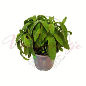 Zsálya Salvia officinalis cserepes fűszernövény zöld levelekkel