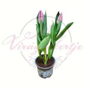 3 hagymás cserepes tulipán lilás rózsaszín virágokkal Tulipa tavaszi dísznövény