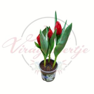 3 hagymás cserepes tulipán piros virágokkal Tulipa tavaszi cserepes virág