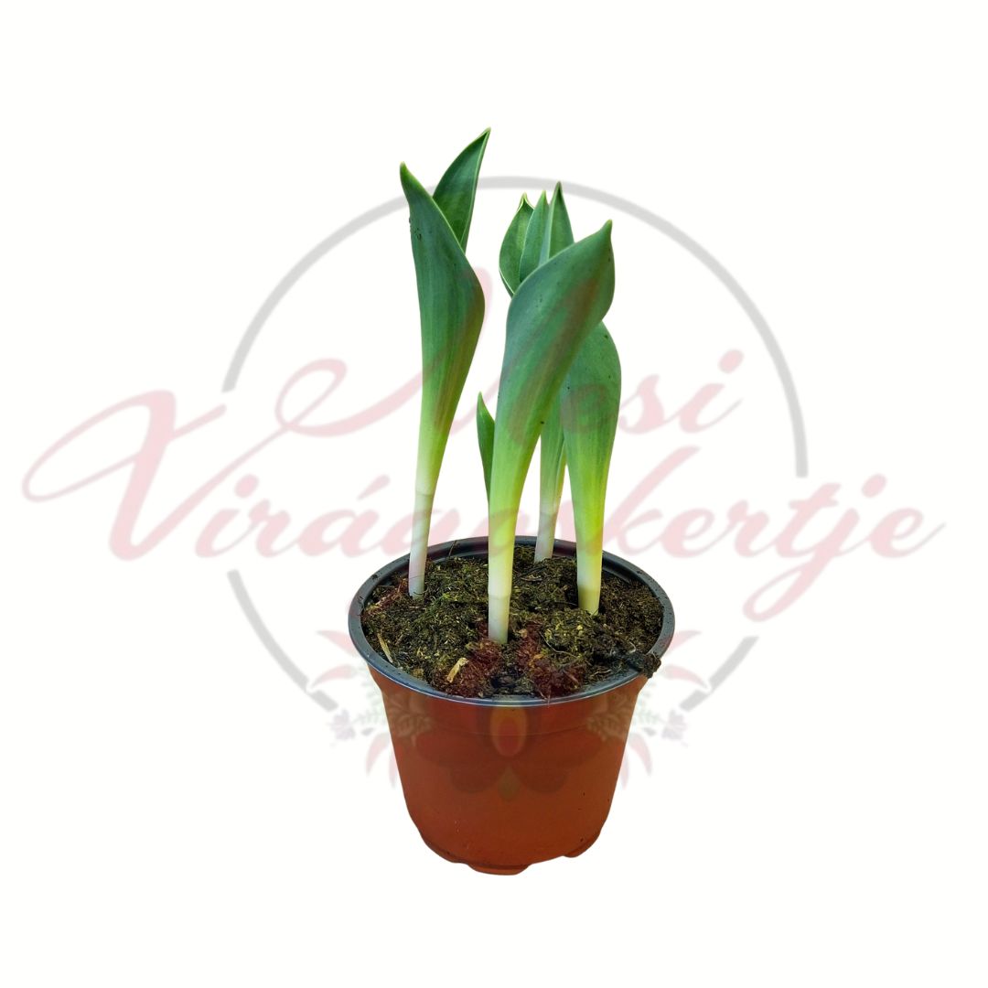 4 hagymás cserepes tulipán fiatal hajtásokkal, Tulipa tavaszi dísznövény cserépben