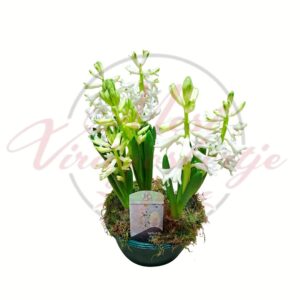 Fehér jácint tálban – Hyacinthus orientalis hagymás tavaszi kompozíció