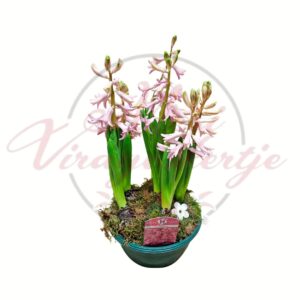 Rózsaszín jácint tálban – Hyacinthus orientalis tavaszi hagymás kompozíció