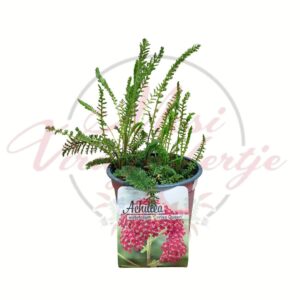 Cickafark Achillea millefolium Cerise Queen cserepes évelő dísznövény