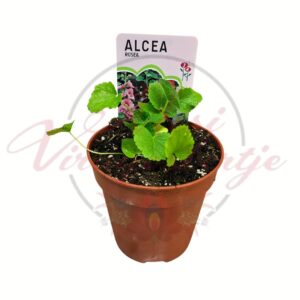 Kerti mályvarózsa Alcea rosea fiatal növény cserépben zöld levelekkel