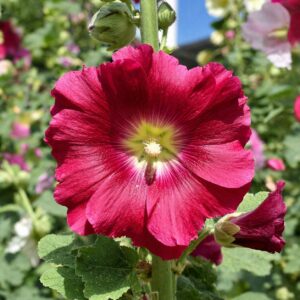 Kerti mályvarózsa virág Alcea rosea közeli makró felvétel piros virág