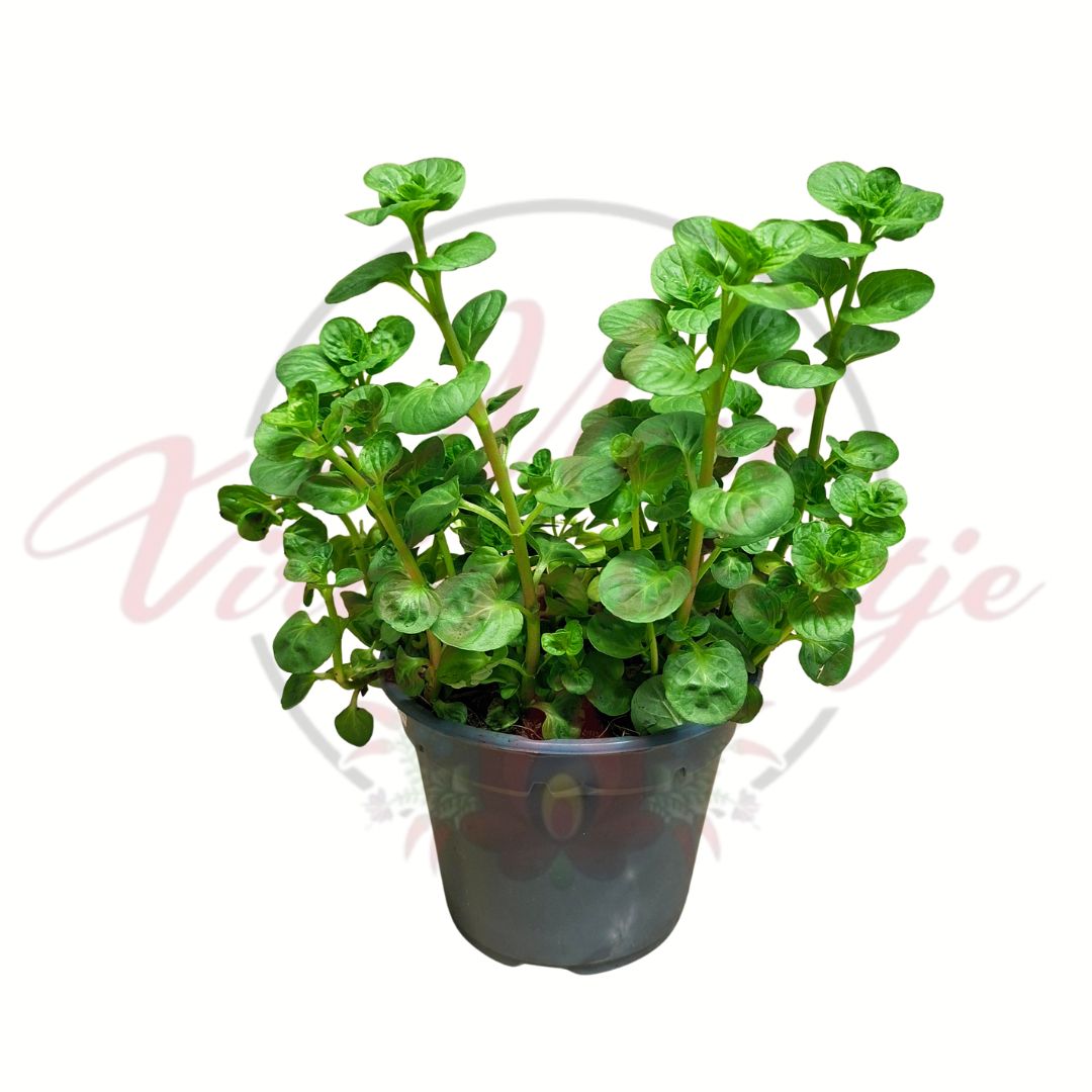 Almamenta Mentha suaveolens cserepes aromás fűszernövény