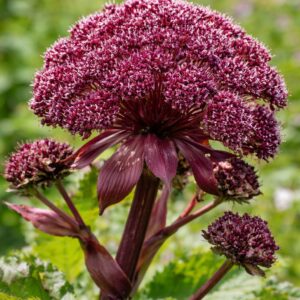 Koreai angyalgyökér Angelica gigas virág közelről bordó virágzat