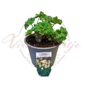 Sárga harangláb Spring Magic Yellow – Aquilegia cserepes évelő dísznövény