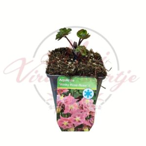 Rózsaszín harangláb Winky Rose Rose – Aquilegia cserepes évelő növény