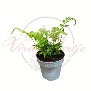 Tarkalevelű páfrány Arachniodes Variegata cserepes dísznövény világos háttéren