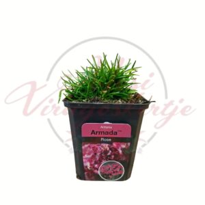 Pázsitszegfű Armada Rose – Armeria maritima cserepes évelő növény