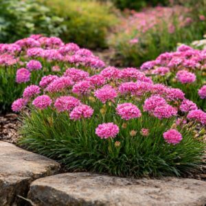 Pázsitszegfű Armada Rose – Armeria maritima virágzó évelő növény kerti ágyásban