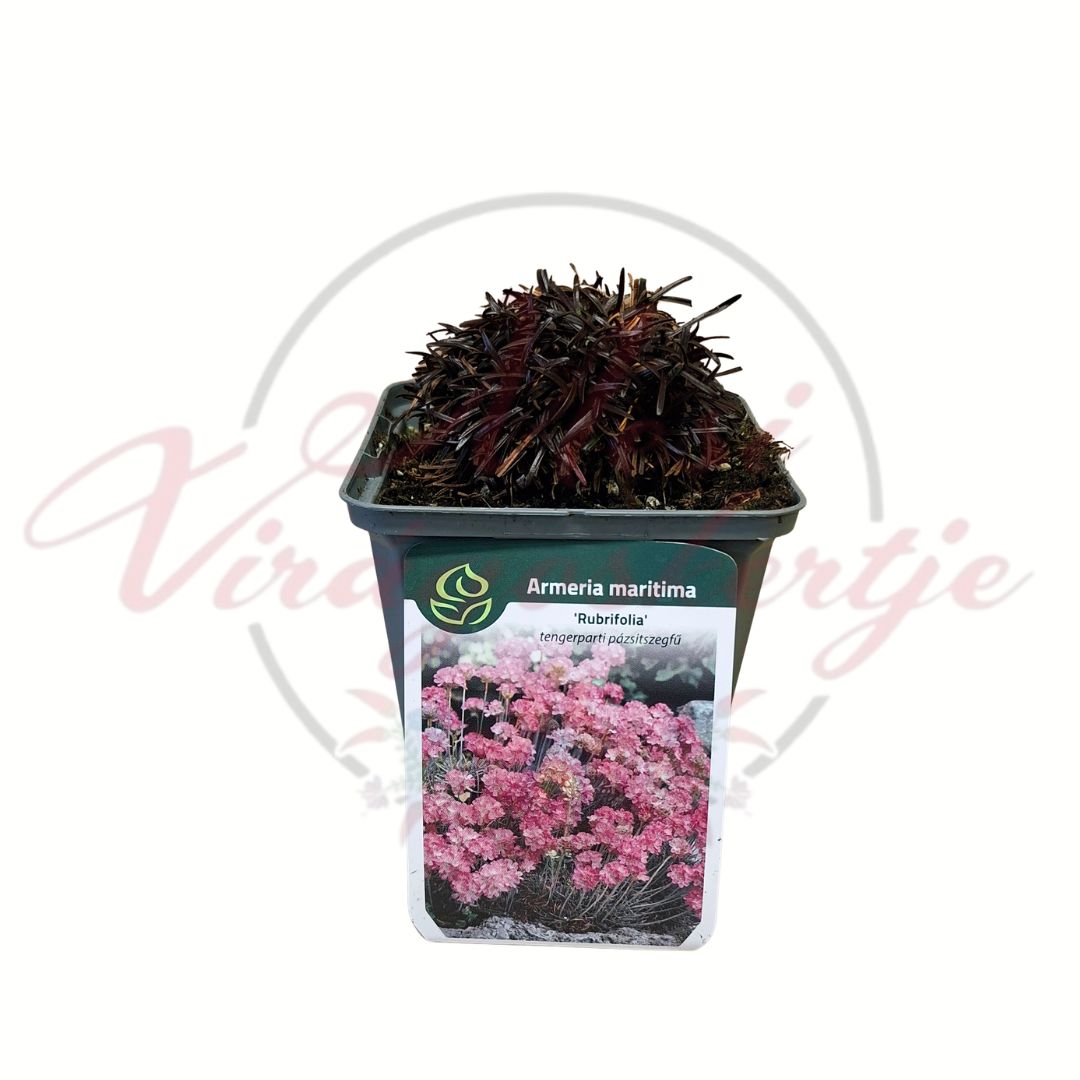 Tengerparti pázsitszegfű Rubrifolia – Armeria maritima cserepes évelő növény
