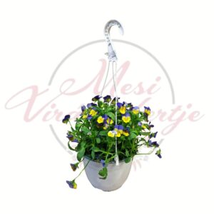 Árvácska függő cserépben kék sárga virág Viola × wittrockiana