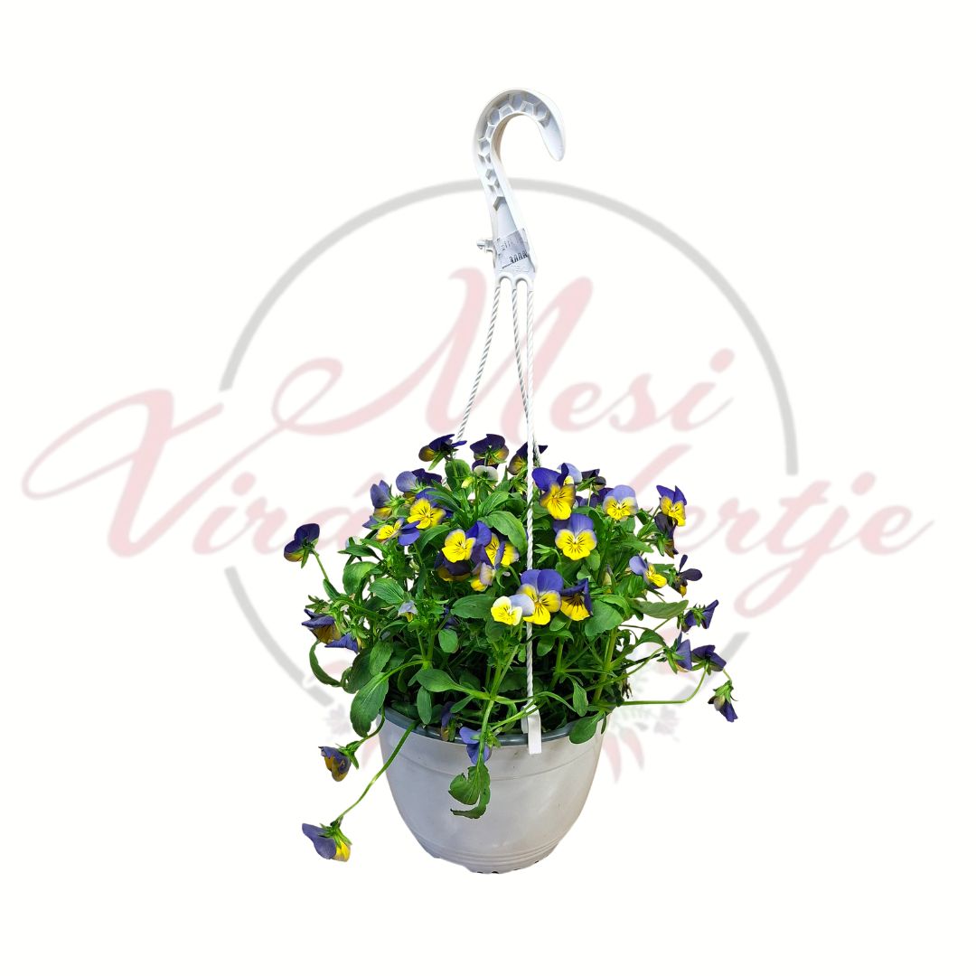 Árvácska függő cserépben kék sárga virág Viola × wittrockiana