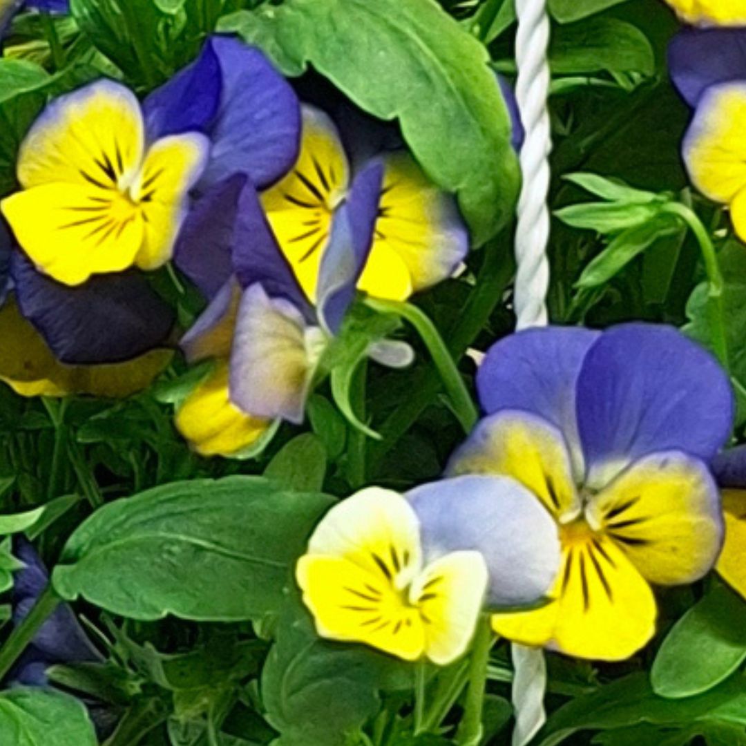 Árvácska függő cserépben – Viola × wittrockiana - Image 5