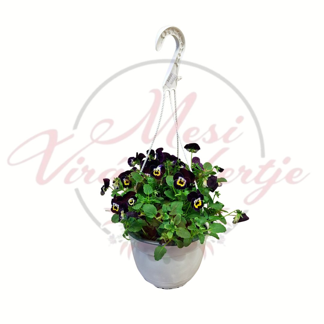 Árvácska függő cserépben sötét lila sárga virág Viola × wittrockiana