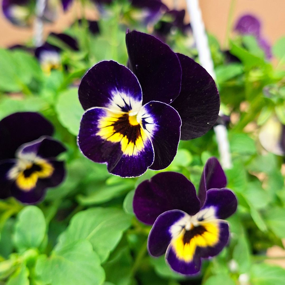 Árvácska függő cserépben – Viola × wittrockiana - Image 6