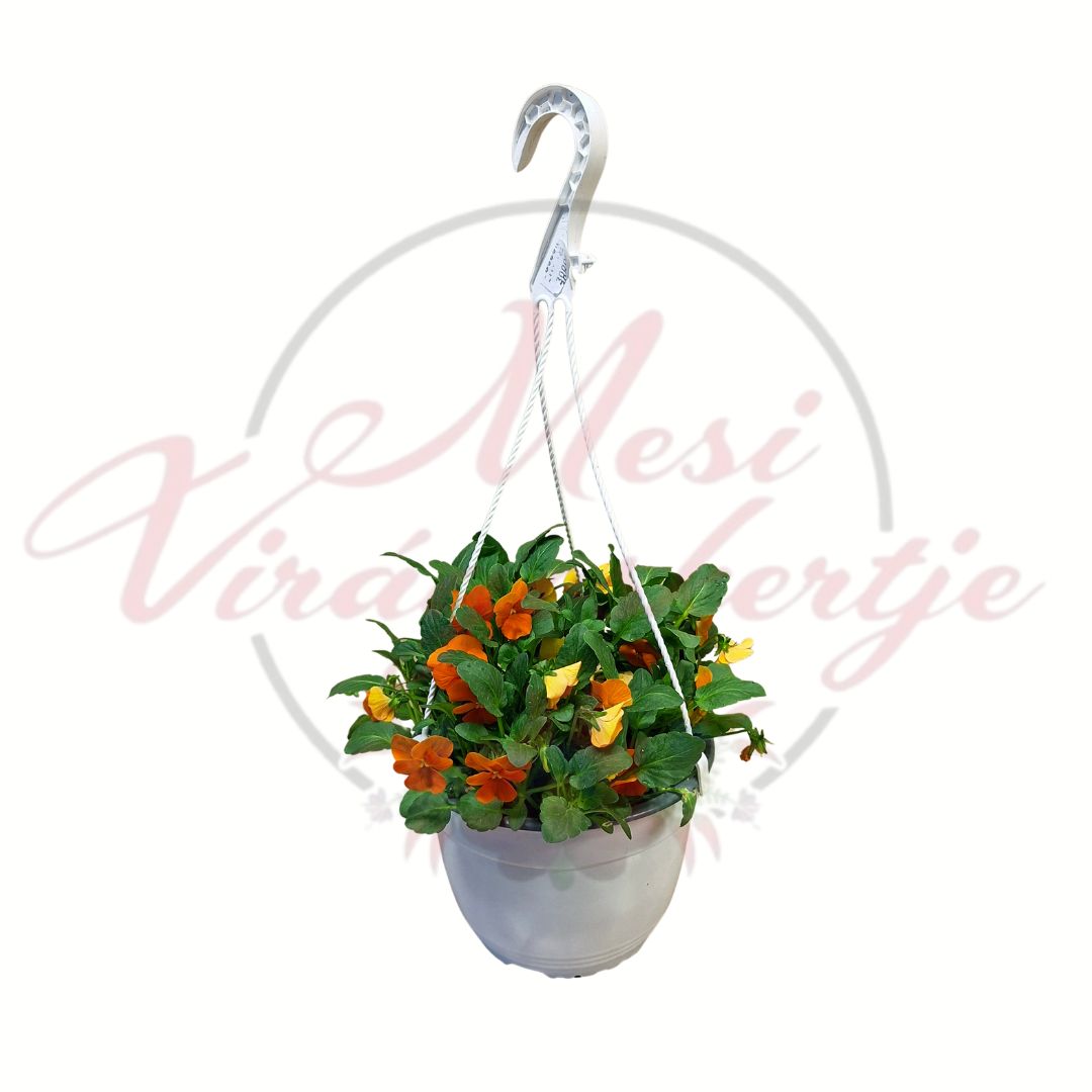 Árvácska függő cserépben narancs sárga virág Viola × wittrockiana