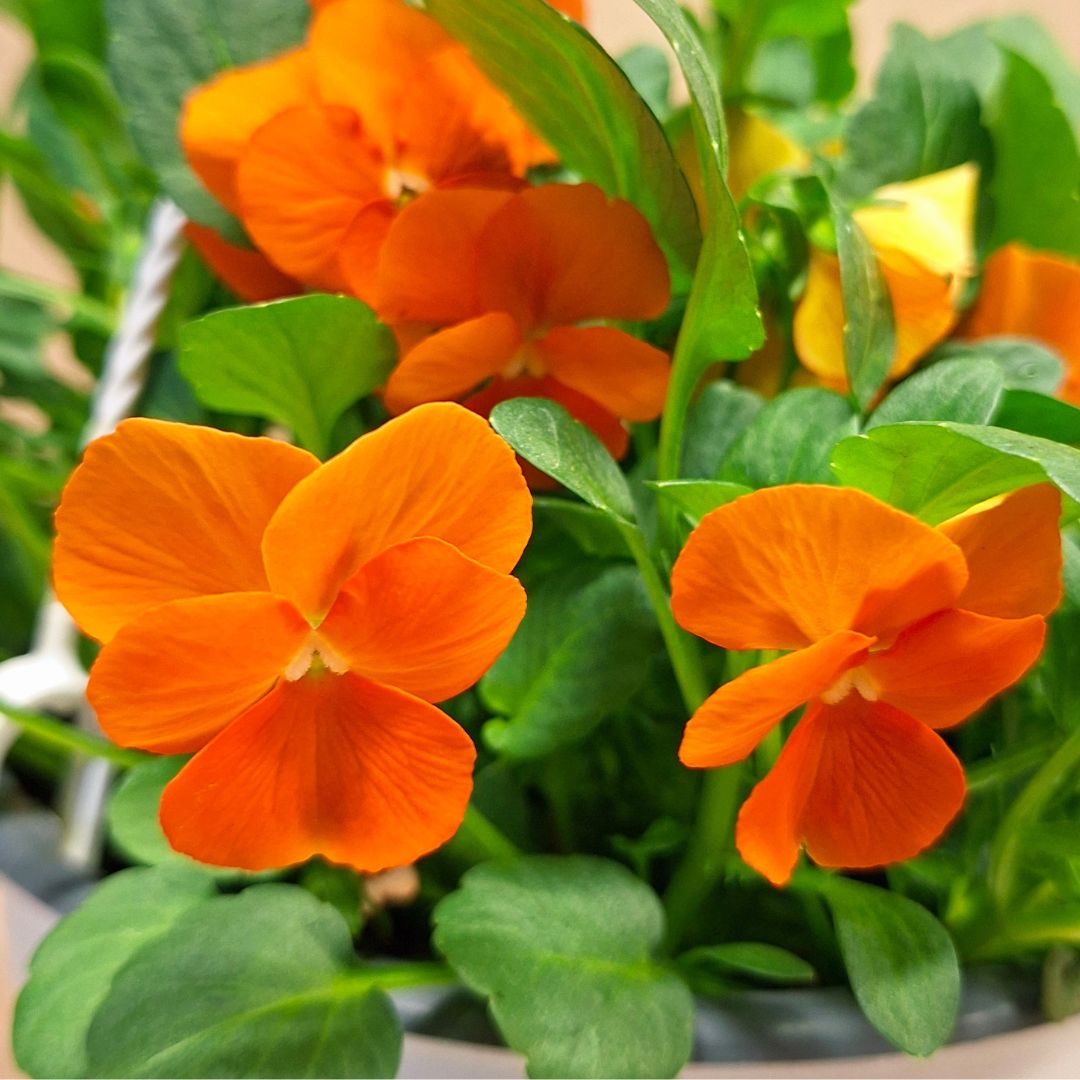 Árvácska függő cserépben – Viola × wittrockiana - Image 2