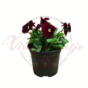 Bordó árvácska Viola wittrockiana cserepes tavaszi virág