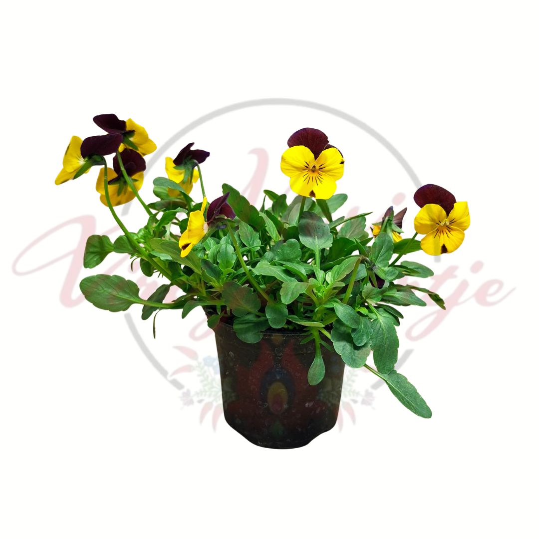 Sárga bordó árvácska Viola wittrockiana cserepes tavaszi virág