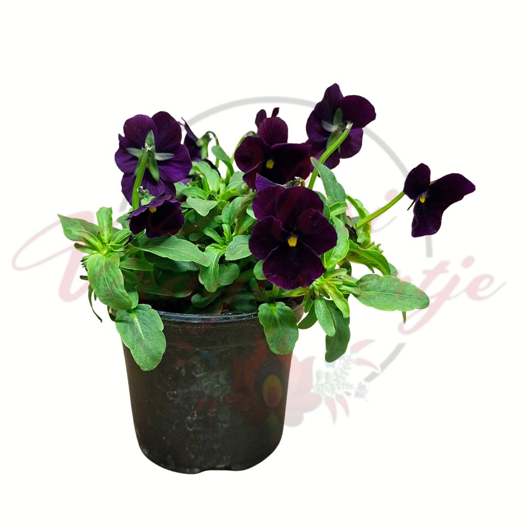Mélybordó árvácska Viola wittrockiana cserepes virág