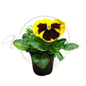 Sárga bordó árvácska Viola wittrockiana cserepes tavaszi virág