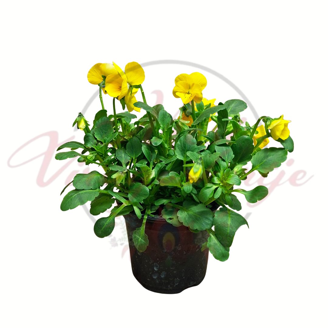 Sárga árvácska Viola wittrockiana cserepes tavaszi virág