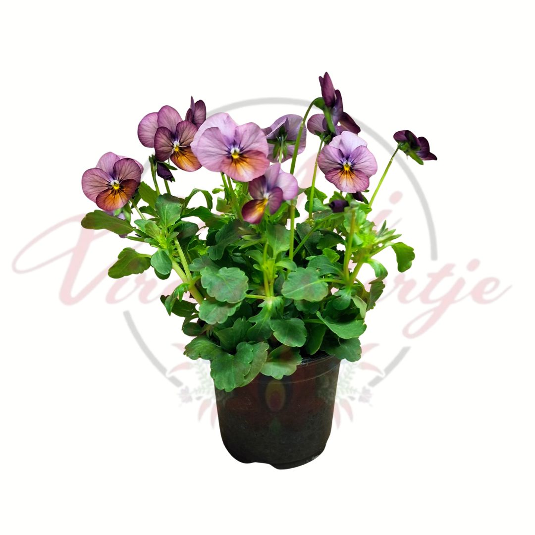 Világos lila árvácska Viola wittrockiana cserepes virág