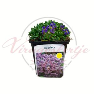 Kerti ternye – Aubrieta alacsony növekedésű tavaszi virágzó évelő