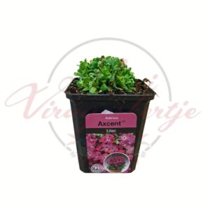 Kerti ternye Axcent Lilac – Aubrieta cserepes évelő növény