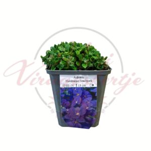 Kerti ternye Hamburger Stadtpark – Aubrieta évelő növény