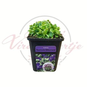 Kerti ternye Tauricola Silberrand – Aubrieta évelő sziklakerti növény