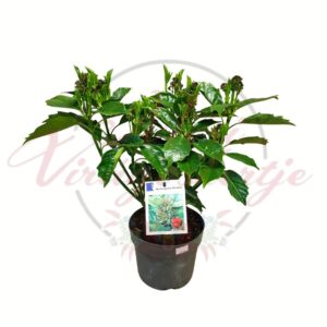 Japán babérsom Rozannie örökzöld cserje Aucuba japonica piros terméssel