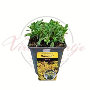 Sziklai ternye Aurinia saxatilis Summit Yellow évelő dísznövény cserepes kiszerelésben