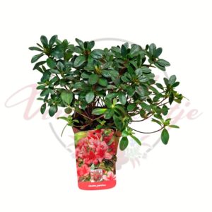 Japán azálea Azalea japonica örökzöld díszcserje cserépben