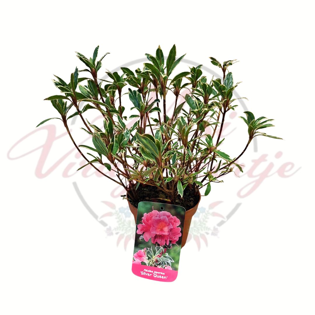 Japán azálea Azalea japonica Silver Queen tarka levelű örökzöld díszcserje cserépben