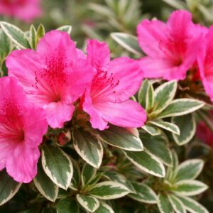 Japán azálea Azalea japonica Silver Queen rózsaszín virágának közeli képe tarka levelekkel