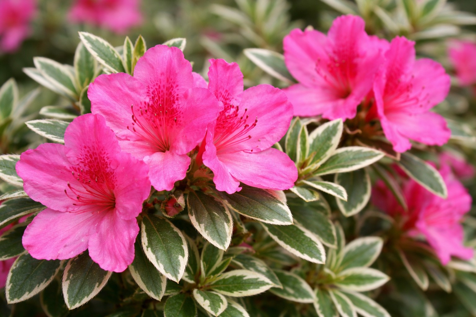 Japán azálea Azalea japonica Silver Queen rózsaszín virágának közeli képe tarka levelekkel