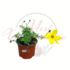 Balkon aranya Bidens ferulifolia sárga virágos csüngő növény cserépben