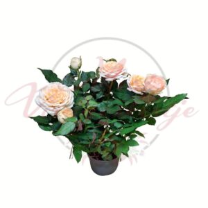 Illatos barack színű rózsa Rosa sp cserepes virágzó rózsa növény